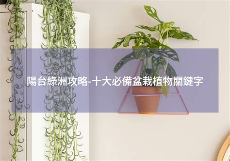 盆栽植物推薦|網美必藏！10款必備家中盆栽推薦 掌握居家美學密碼 